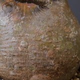 P.グラキリス 1562