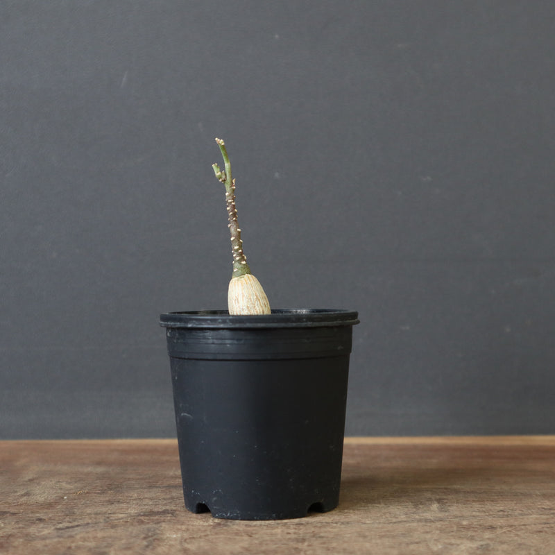 A.ペチュエリー(実生) 35