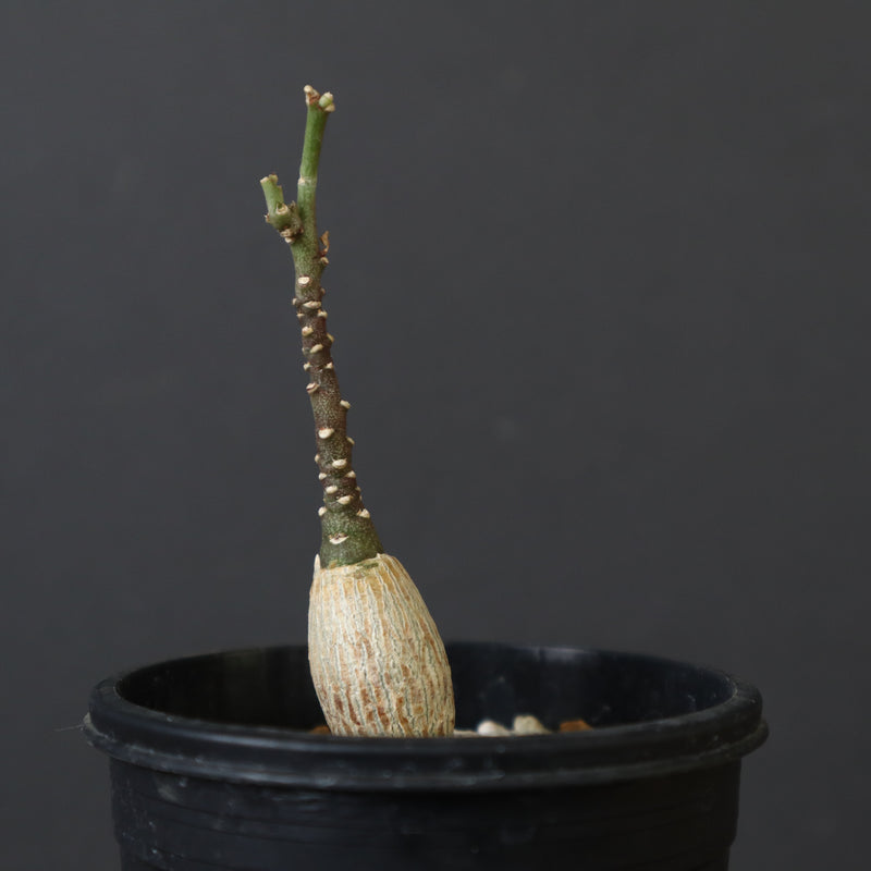 A.ペチュエリー(実生) 35