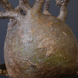 P.グラキリス 1562