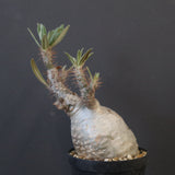 P.グラキリス 1911