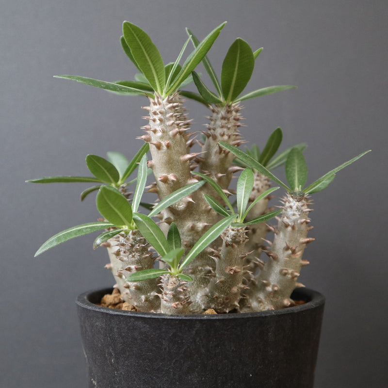 P.ホロンベンセ（実生）EC2662 – TaiShoDo ONLINE SHOP