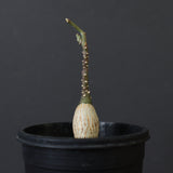 A.ペチュエリー(実生) 35