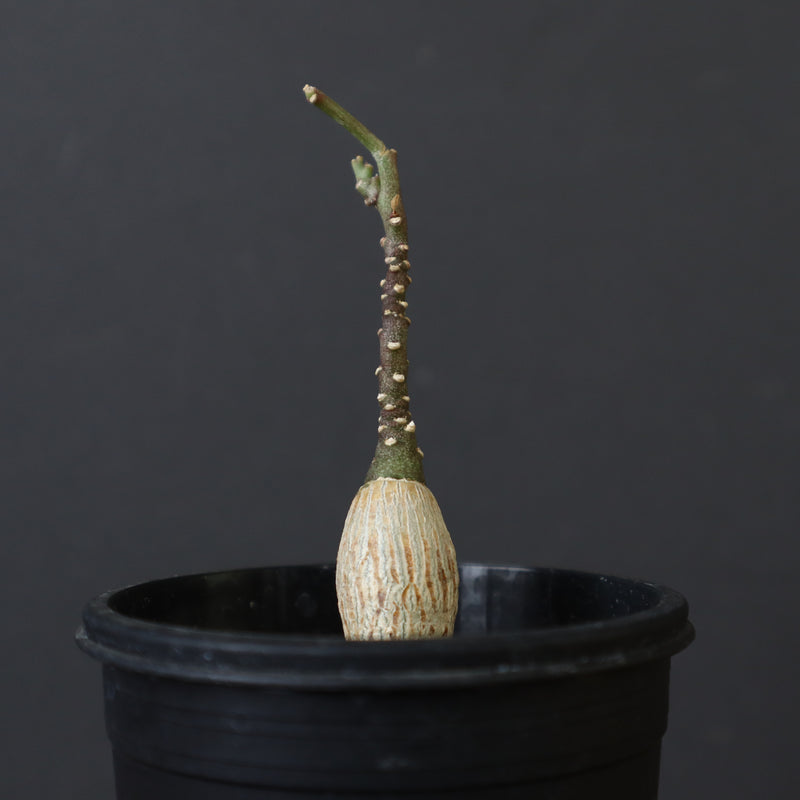 A.ペチュエリー(実生) 35