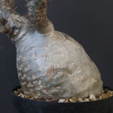 P.グラキリス 1911