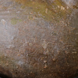 P.グラキリス 1562