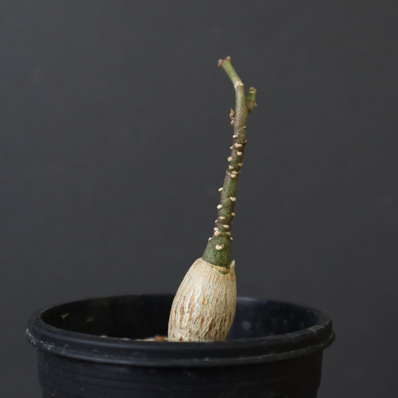 A.ペチュエリー(実生) 35