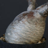 P.グラキリス 1911