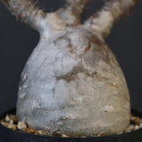 P.グラキリス 1911