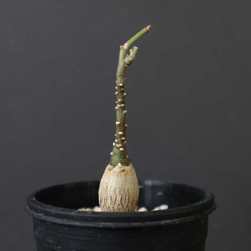 A.ペチュエリー(実生) 35