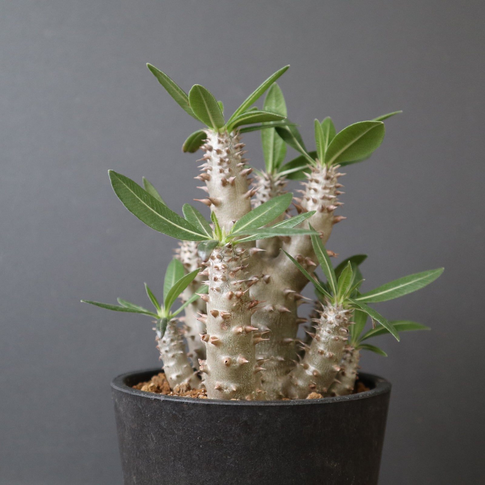 P.ホロンベンセ（実生）EC2662 – TaiShoDo ONLINE SHOP