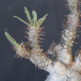 P.グラキリス 1911