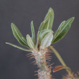 P.グラキリス 1911