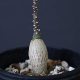 A.ペチュエリー(実生) 35