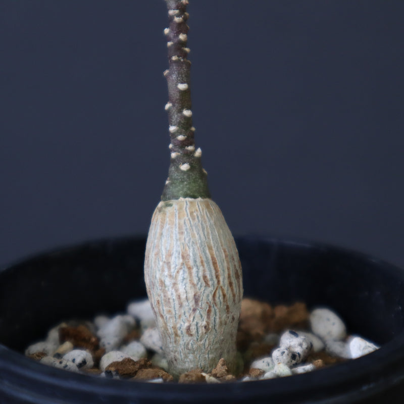 A.ペチュエリー(実生) 35