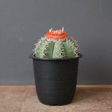 メロカクタス・マタンザナス EC2135