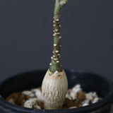 A.ペチュエリー(実生) 35