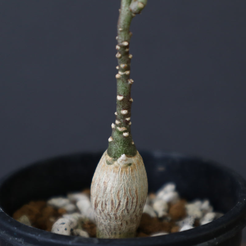 A.ペチュエリー(実生) 35