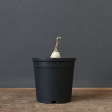 A.ペチュエリー(実生) EC1213