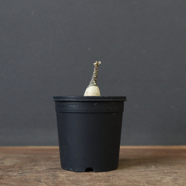 A.ペチュエリー(実生) EC1213