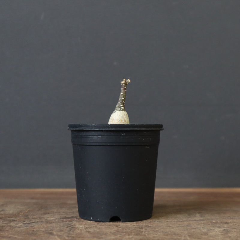 A.ペチュエリー(実生) EC1213