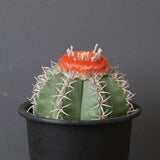 メロカクタス・マタンザナス EC2135