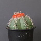 メロカクタス・マタンザナス EC2135