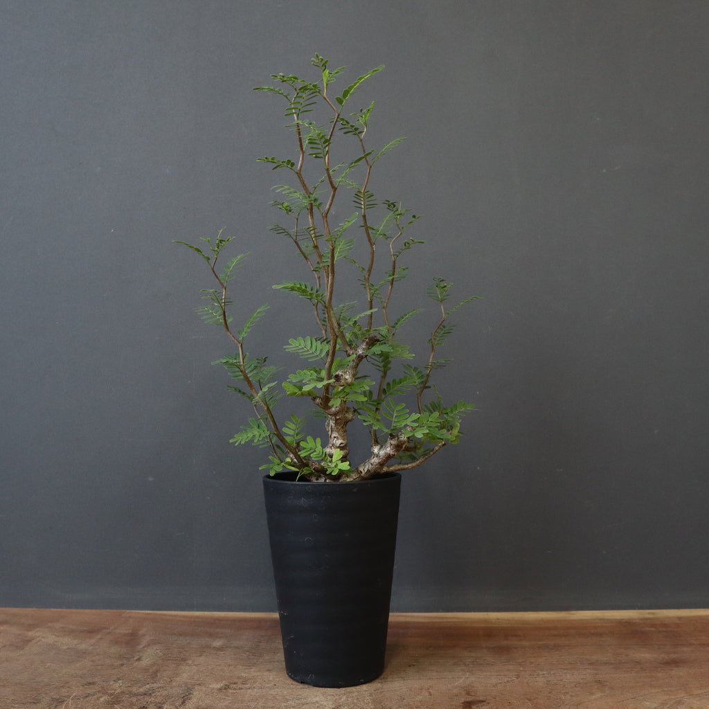 S.メリディオナリス（実生）1 – TaiShoDo ONLINE SHOP