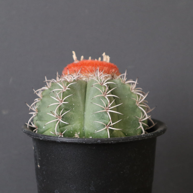 メロカクタス・マタンザナス EC2135 – TaiShoDo ONLINE SHOP