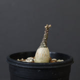 A.ペチュエリー(実生) EC1213