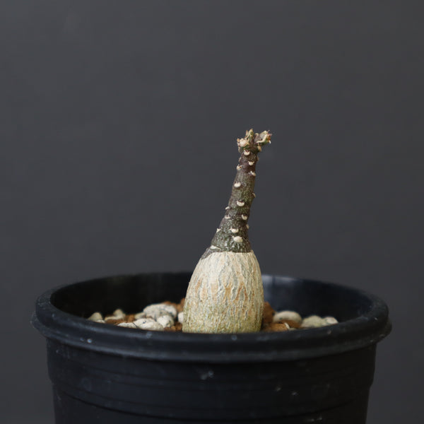 A.ペチュエリー(実生) EC1213