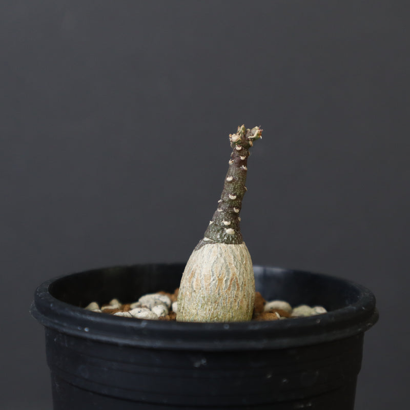 A.ペチュエリー(実生) EC1213