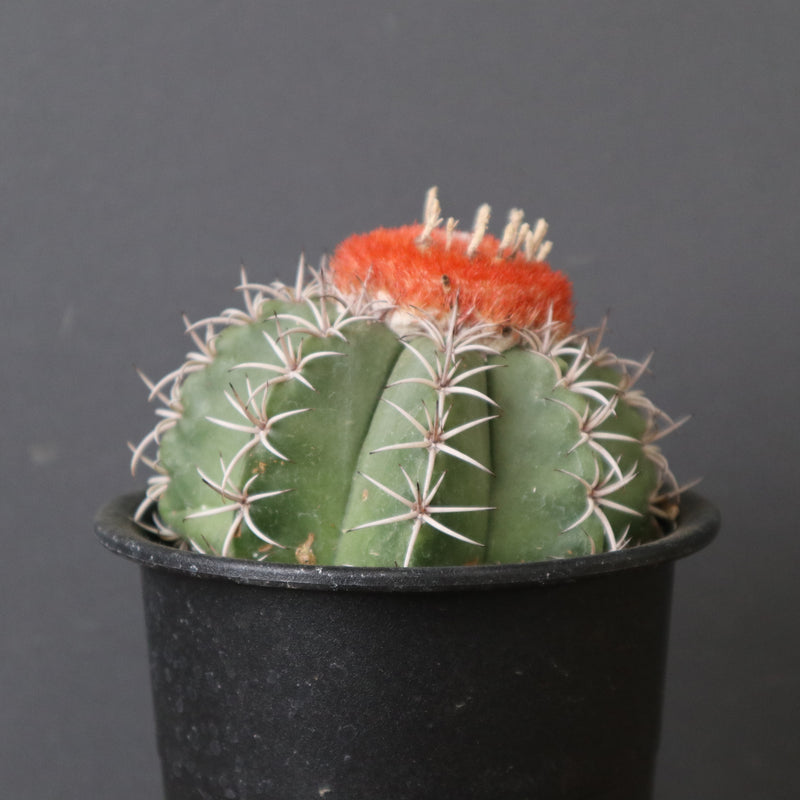 メロカクタス・マタンザナス EC2135 – TaiShoDo ONLINE SHOP