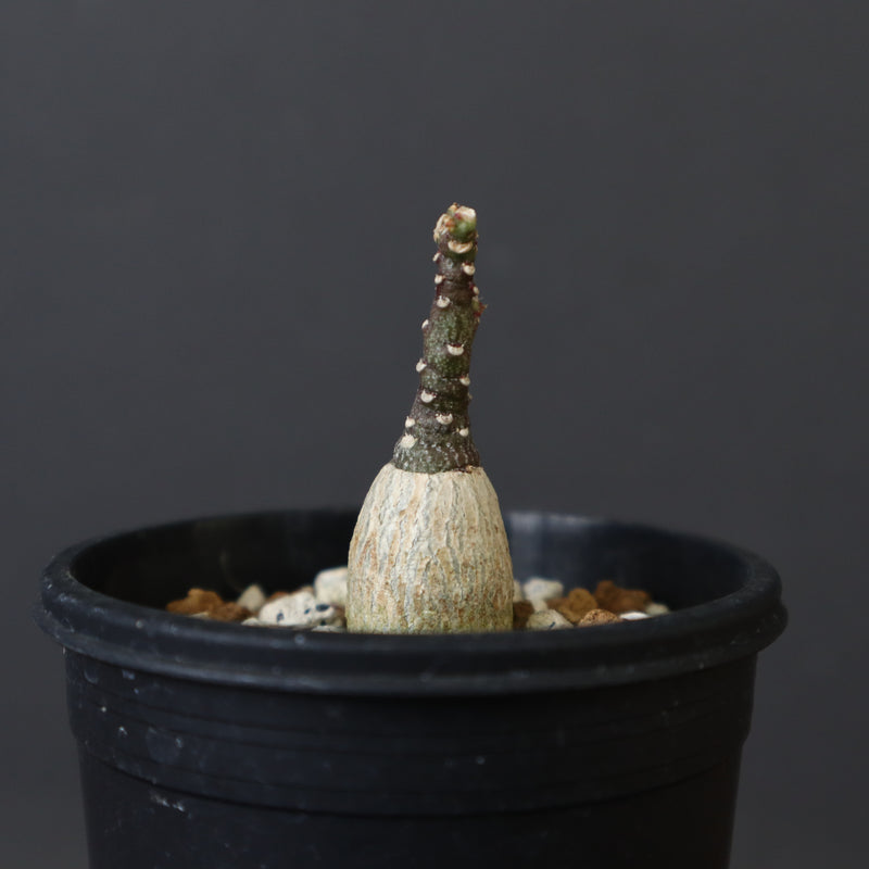 A.ペチュエリー(実生) EC1213