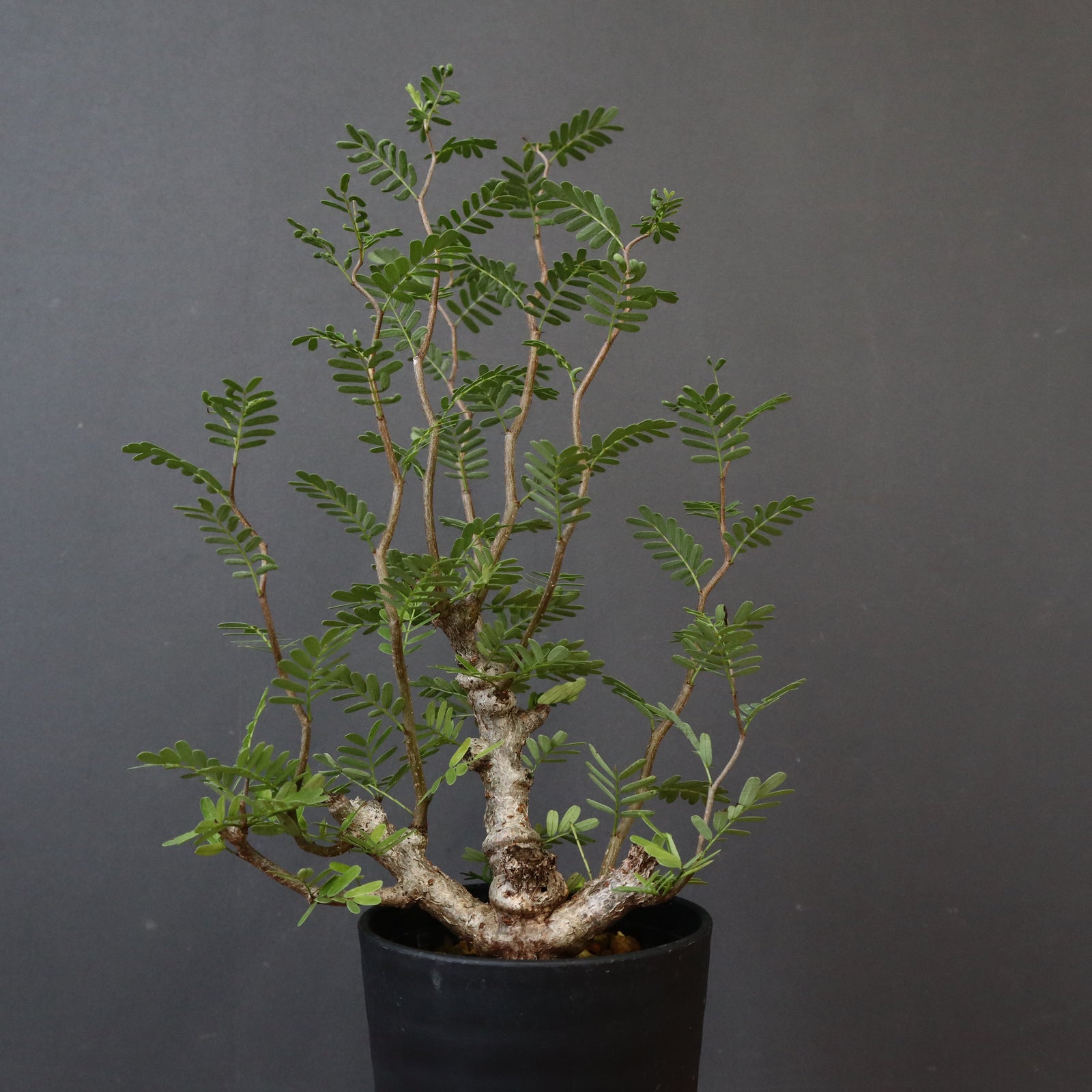 S.メリディオナリス（実生）1 – TaiShoDo ONLINE SHOP