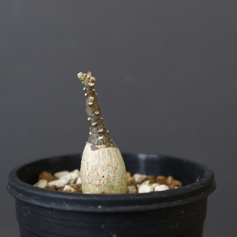 A.ペチュエリー(実生) EC1213