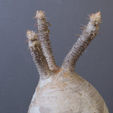 P.グラキリス 1011