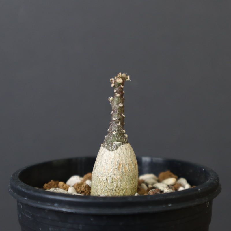 A.ペチュエリー(実生) EC1213