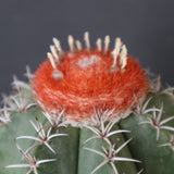 メロカクタス・マタンザナス EC2135