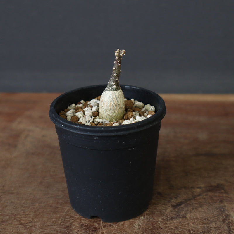 A.ペチュエリー(実生) EC1213