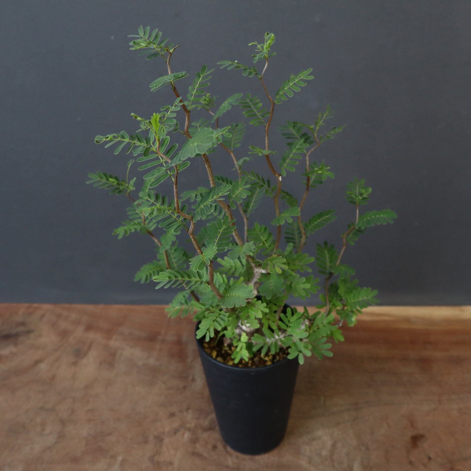 S.メリディオナリス（実生）1 – TaiShoDo ONLINE SHOP