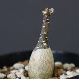 A.ペチュエリー(実生) EC1213