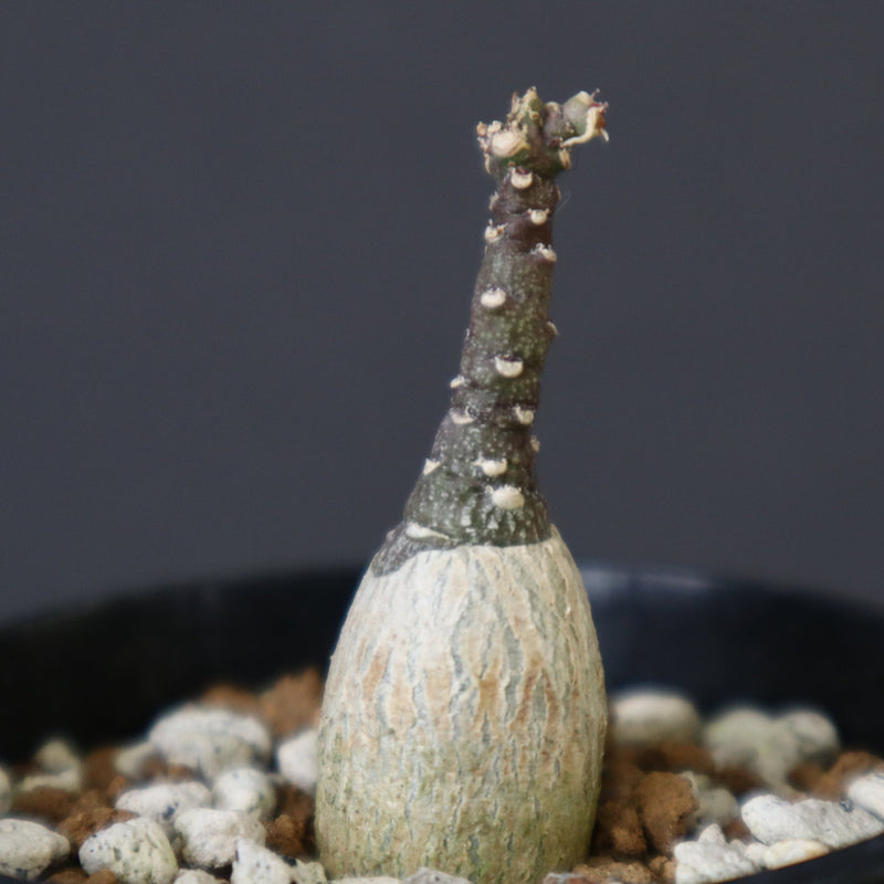 A.ペチュエリー(実生) EC1213