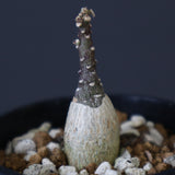 A.ペチュエリー(実生) EC1213