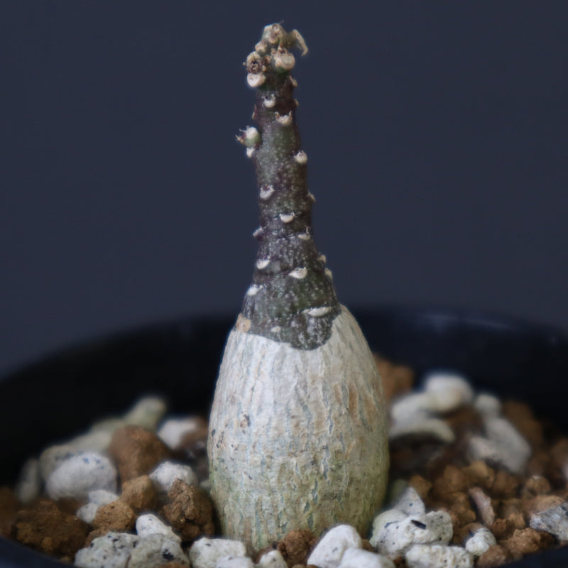 A.ペチュエリー(実生) EC1213