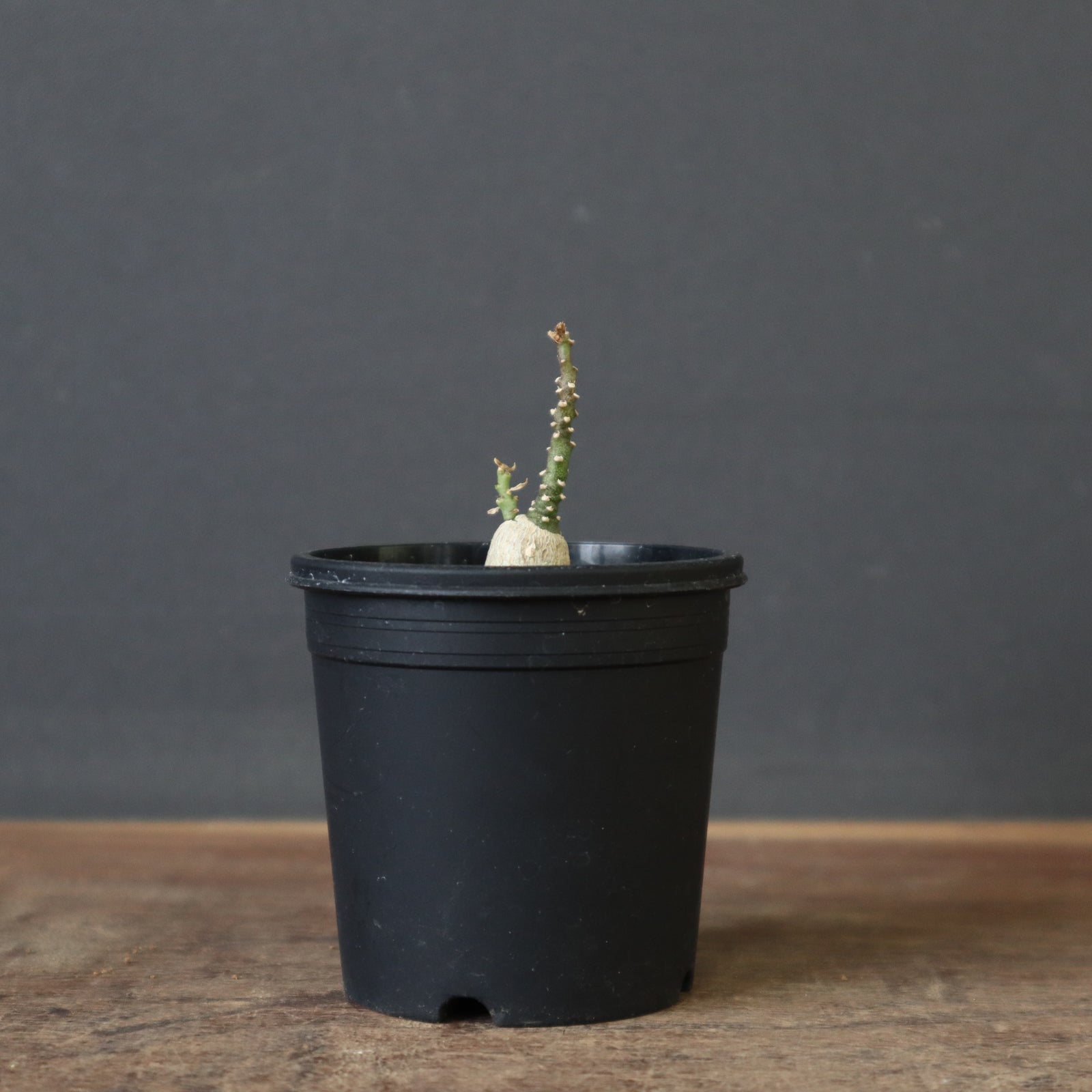 A.ペチュエリー(実生) EC1214 – TaiShoDo ONLINE SHOP