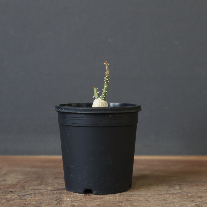 A.ペチュエリー(実生) EC1214