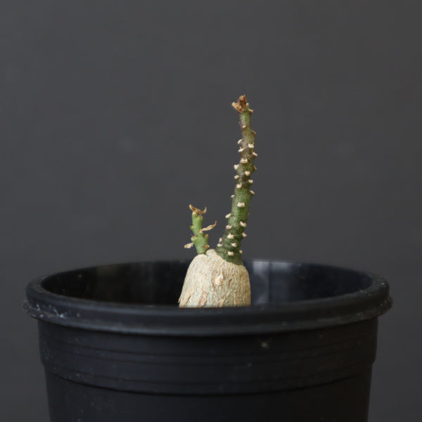 A.ペチュエリー(実生) EC1214