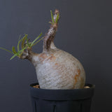 P.グラキリス 1018