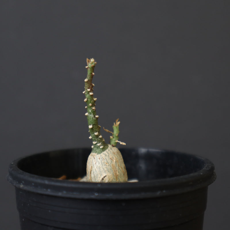 A.ペチュエリー(実生) EC1214